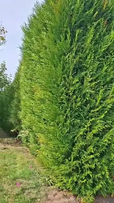 Taille et entretien de haies — Eco Bâti Jardins