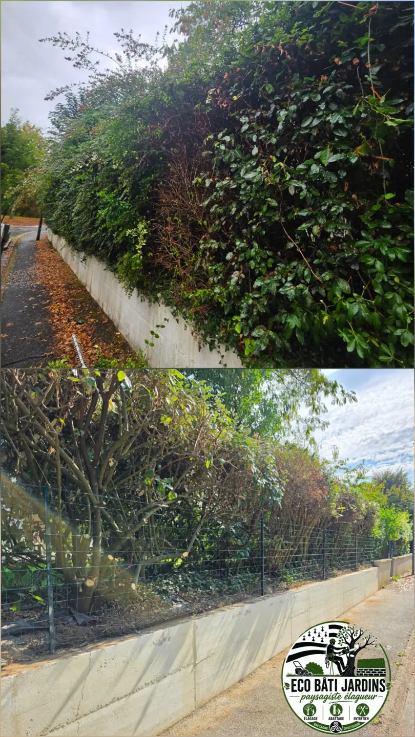 Taille et entretien de haies — Eco Bâti Jardins